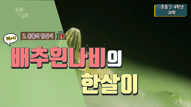 배추흰나비의한살이썸네일이미지